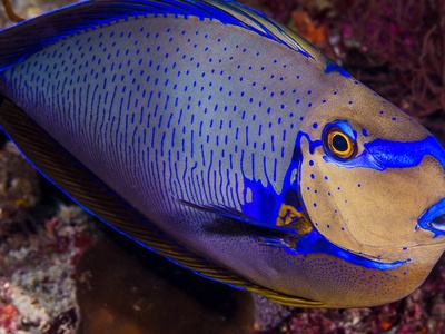 Bignose Unicornfish
