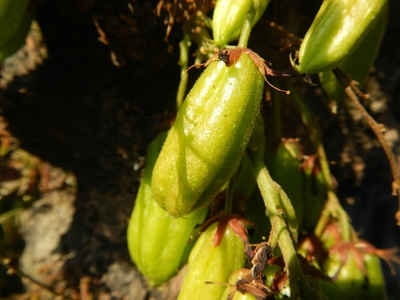 Bilimbi