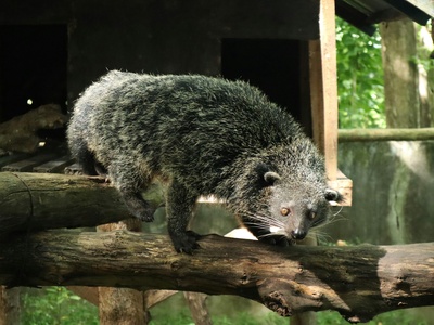 Binturong