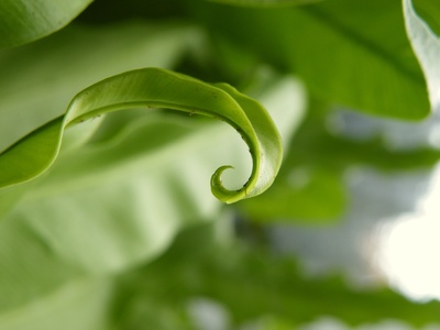 Bird's Nest Fern