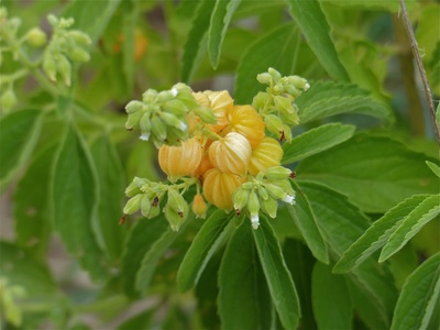 Bird Berry