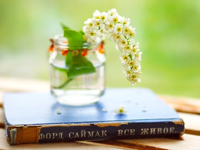 Bird Cherry