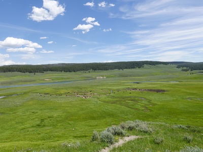 Bison