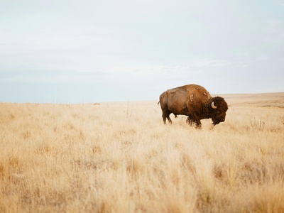Bison