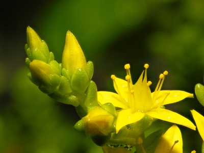 Biting stonecrop