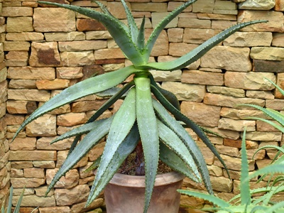 Bitter Aloe