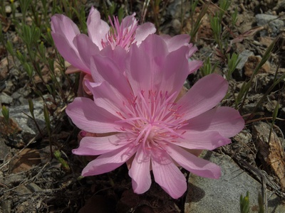 Bitterroot