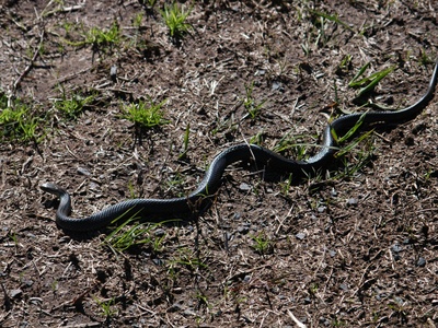 Black-bellied Swamp Snake