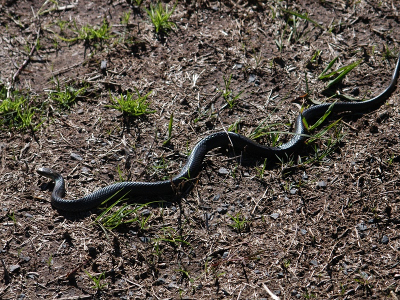 List of Wetland Snakes - Flora Fauna Fun