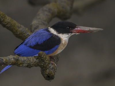 Black-capped Kingfisher