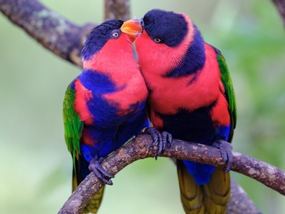 Black-capped Lory
