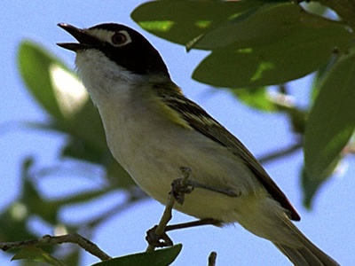 Black-capped Vireo