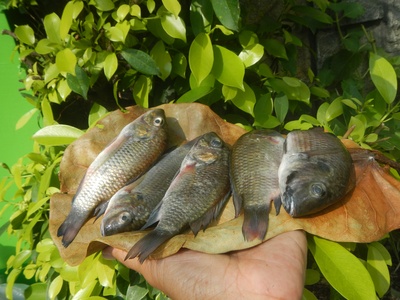 Black-chinned Tilapia