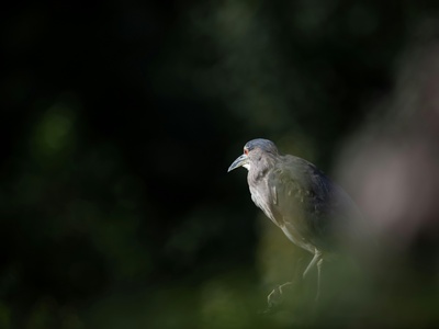 Black-crowned Night Heron