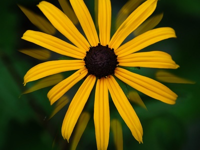 Black-eyed Susan