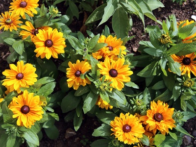 Black-eyed Susan