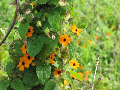 Black-eyed Susan vine