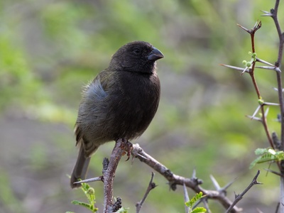 Black-faced Grassquit