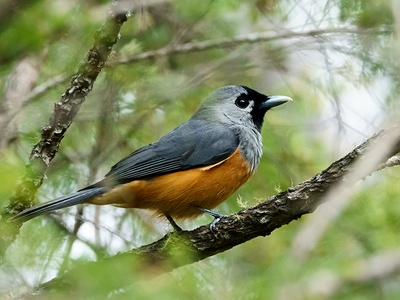 Black-faced Monarch