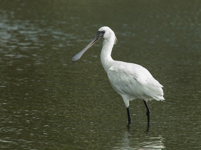 Black-faced spoonbill