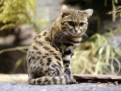 Black-footed cat