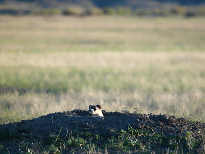 Black-footed ferret