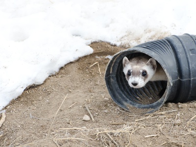 Black-footed Ferret