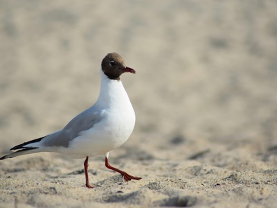 Black-headed Gull