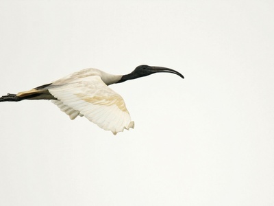 Black-headed Ibis