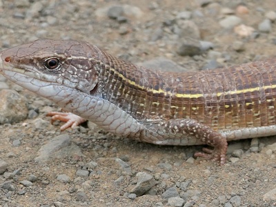 Black-lined Plated Lizard