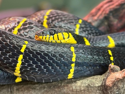 Black-necked Garter Snake