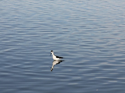 Black-necked Stilt