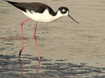 Black-necked Stilt