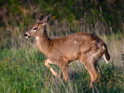 Black-tailed deer