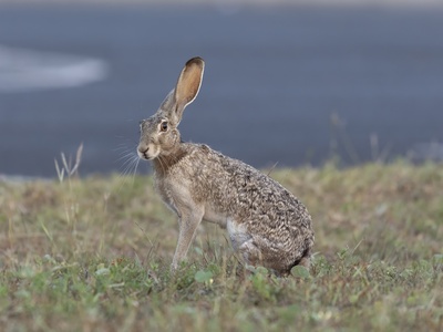 Black-tailed Jackrabbit