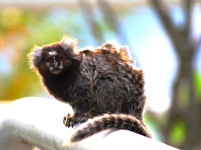 Black-tufted marmoset