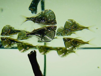 Black-winged Hatchetfish