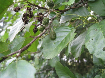 Black alder