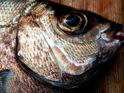 Black bream