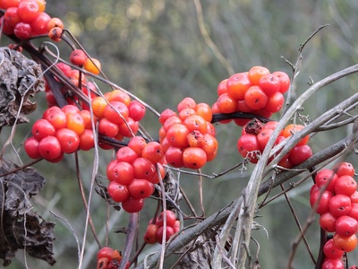 Black Bryony