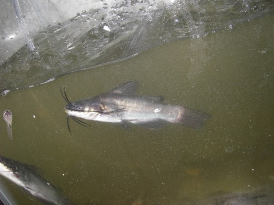 Black Bullhead