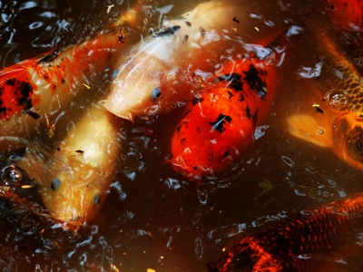 Black carp