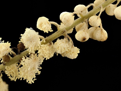 Black Cohosh