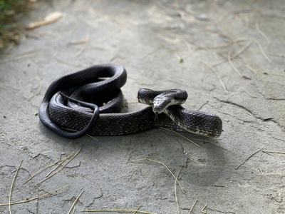 Black File Snake