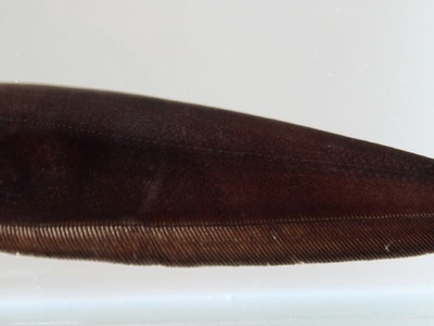 Black Ghost Knifefish