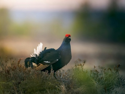 Black Grouse
