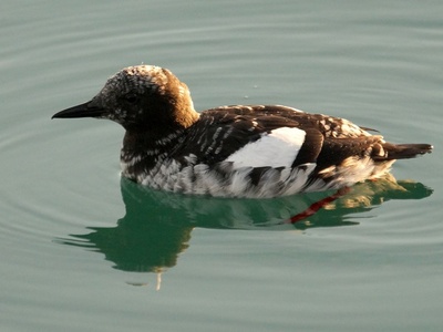 Black Guillemot