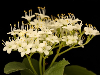 Black Haw