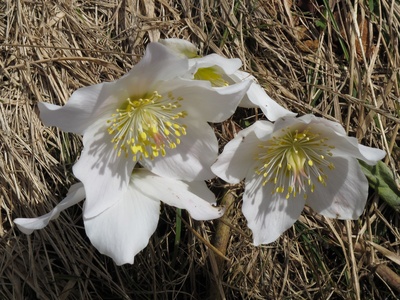 Black Hellebore