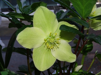 Black Hellebore